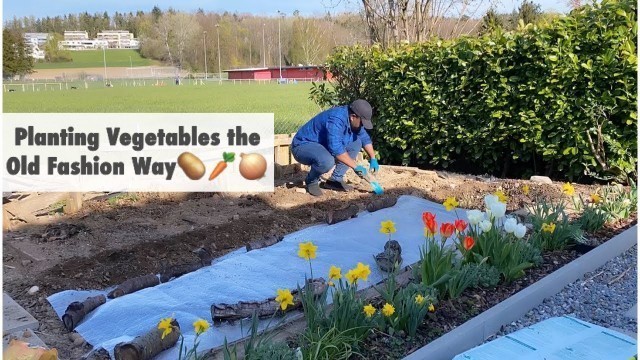 'Planting Potatoes, Carrots and Leeks the Old Fashion Way 