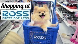 'Shopping at ROSS! for my Pomeranian'