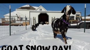 'GOOD OLD FASHION SNOW DAY on the FARM! THE GOATS had CABIN FEVER! UP to THEIR BELLIES in SNOW!'