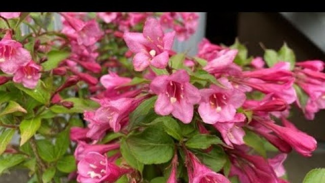 'Old Fashion Pink Weigela, In Blooms May 28, 2022'