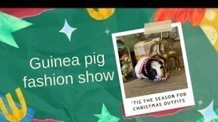 'Guinea pig Christmas fashion show'