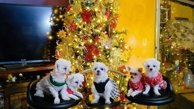 'Maltese Dogs Christmas fashion show'