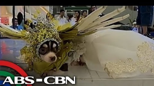 'Bandila: Mga alagang aso, rumampa sa Christmas fashion show sa Pampanga'