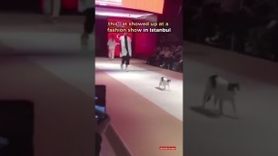 'A cat became the highlight of a fashion show'