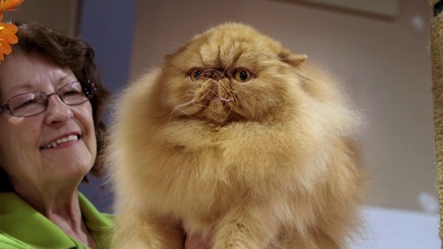 'Catwalk: Tales From The Cat Show Circuit | Trailer'