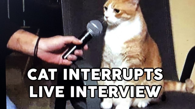 'Funny Cat Interrupts Interviews'