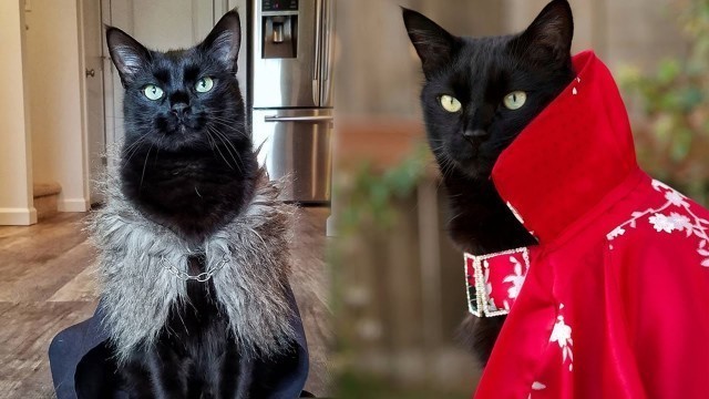 'Rover: The Cat Gives Us A Paw-some Fashion Show'