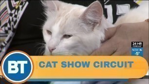 'An inside look at ‘Catwalk: Tales from the Cat Show Circuit’'