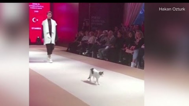 'Viral video captures cat that crashed the fashion runway and completely stole the show'