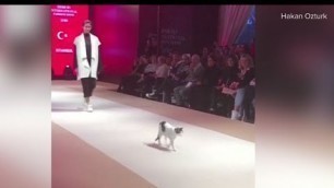 'Viral video captures cat that crashed the fashion runway and completely stole the show'