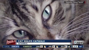 'Cat walks catwalk in Turkey'