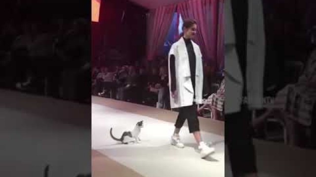 'catwalk, cat walk, funny cat #short'