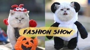 'Apollo\'s Halloween Cat Fashion Show'