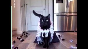 'Feline is king of the catwalk | catwalk | cute cat | cat video'