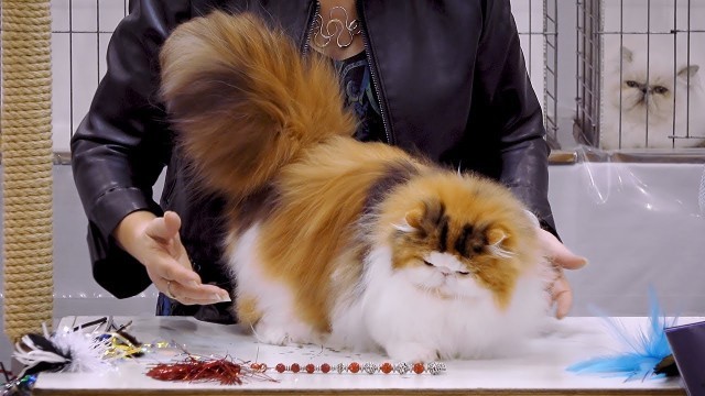 'CFA International Cat Show 2018 - Persian kitten class judging - BiColors.2'