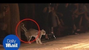 'Cheeky cat gatecrashes Dior runway and pees on audience'