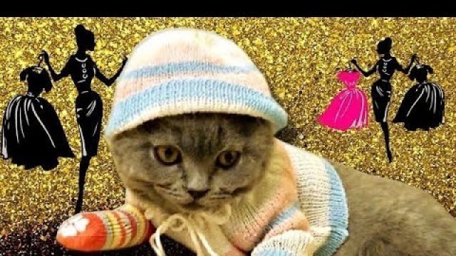 'Cat Fashion Show - Cat in Clothes!'