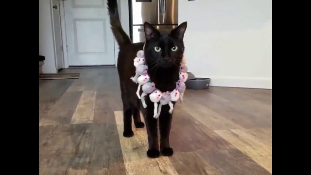 'PURRfessional MEOWdel'