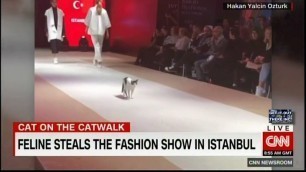 'Cat Steals Fashion Runway'