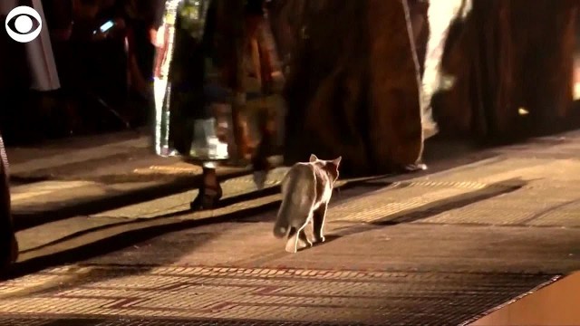 'WEB EXTRA: Cat Walks Runway'