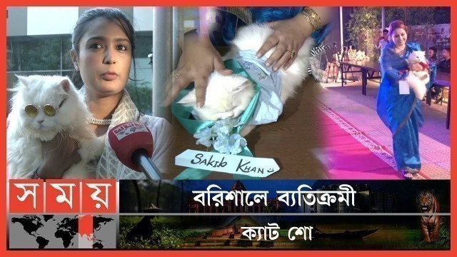 'মালিকের কোলে লাল গালিচায় পোষা বিড়ালের র‍্যাম্প শো! | Cat Ramp Show | Red Carpet | Barisal News'