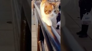 'Cat Working Fashion Show just Funny #animal #cat #love #foryou #anwartv91'