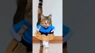 'cat fashion show #shorts #vidioshorts #cat#kucinglucu #funnycats #catfunnyvideo #kucinglucu'