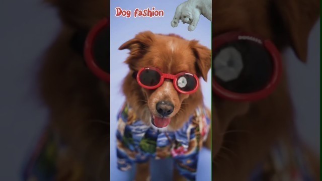 'Dog Fashion -Trendy Styles to Try | How to dress your dog like a fashion | The Red Sunglasses Dog❤